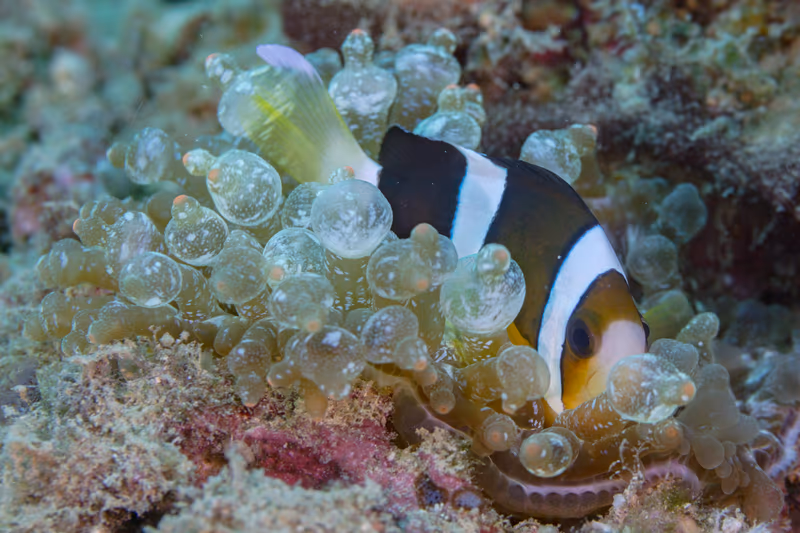 Amphiprion clarkii
