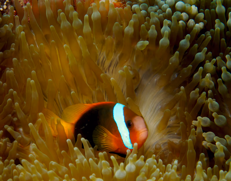 Amphiprion frenatus