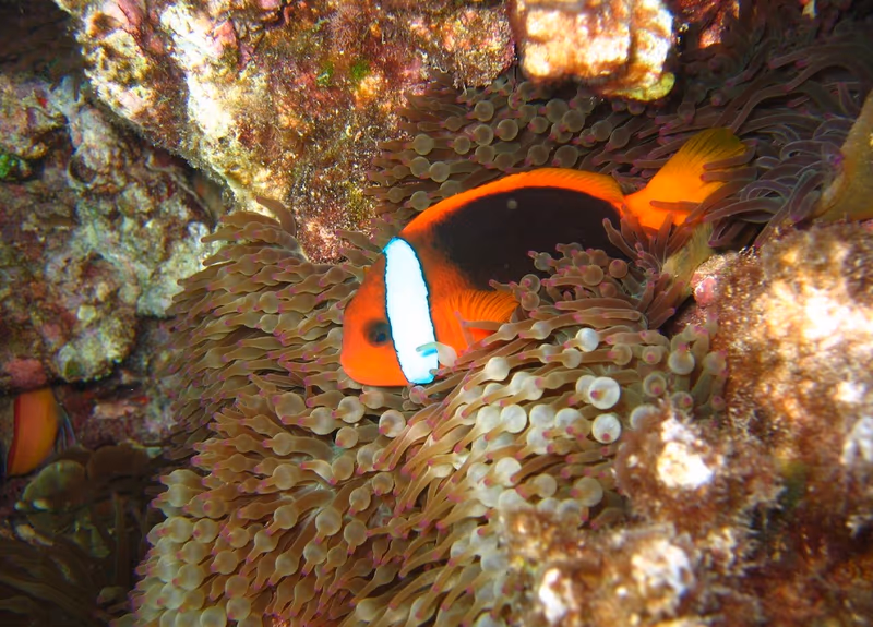Amphiprion melanopus