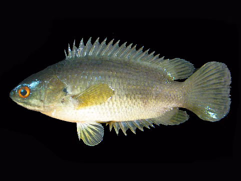 Anabas testudineus