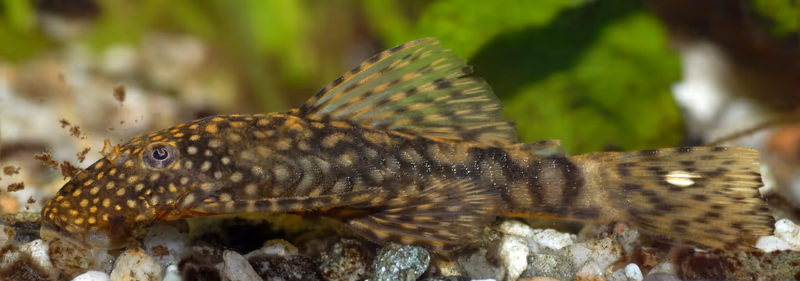 Ancistrus