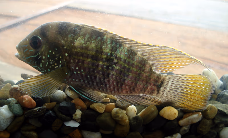 Andinoacara latifrons