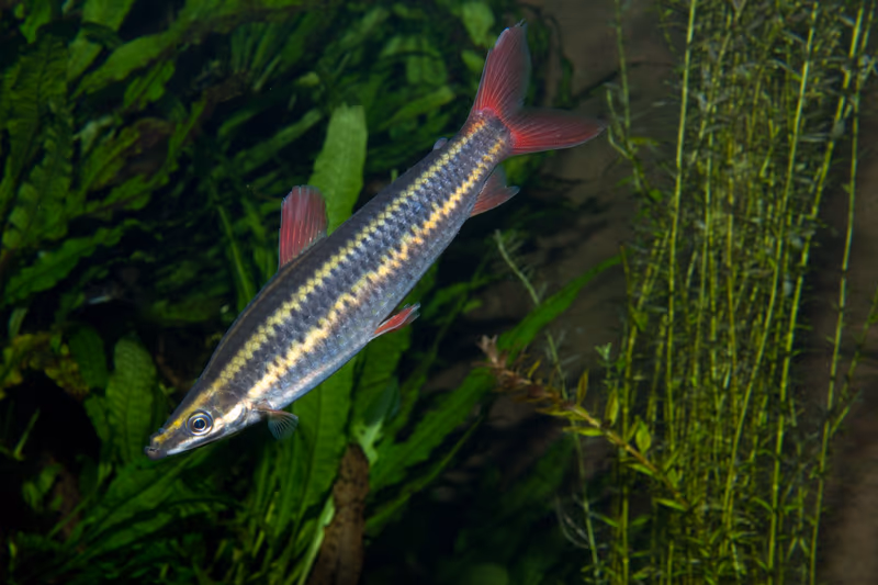 Anostomus