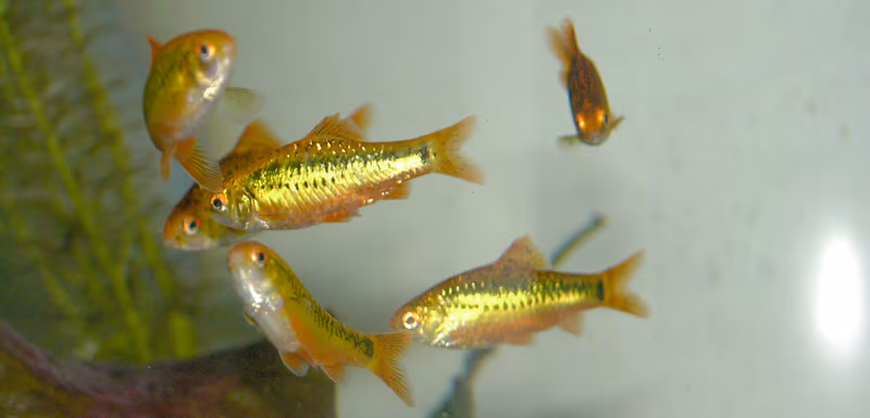 Barbodes semifasciolatus