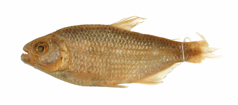 Bario (genre)