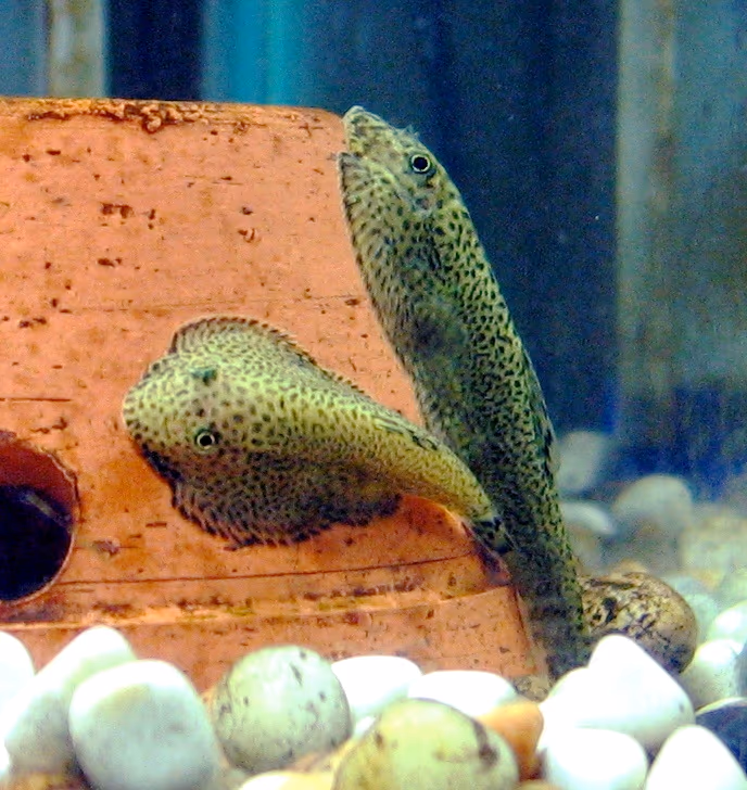 Beaufortia kweichowensis