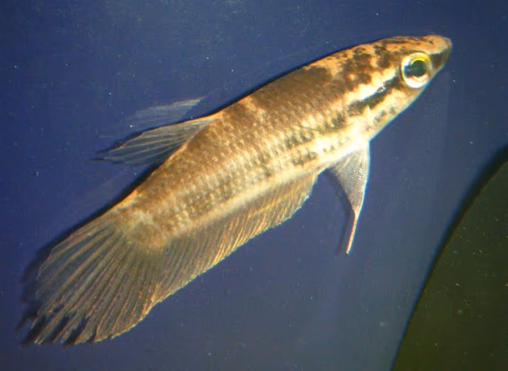 Betta pugnax