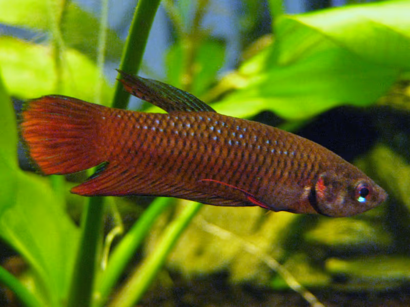 Betta tussyae