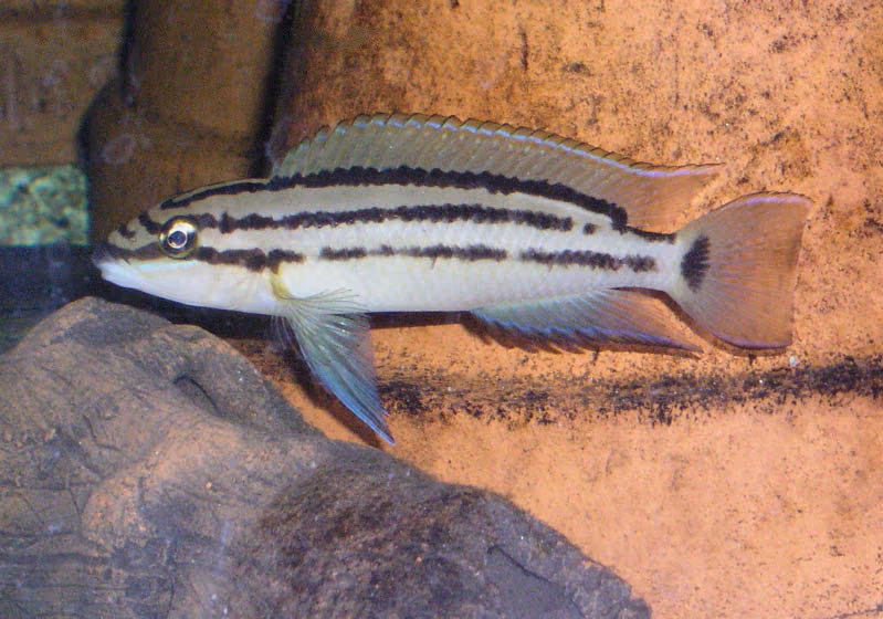 Chalinochromis popelini