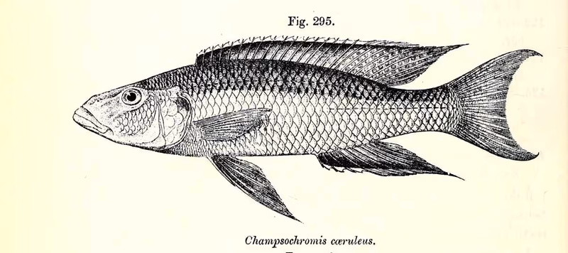 Champsochromis