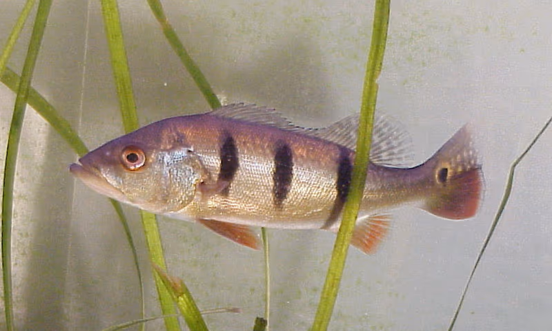 Cichla