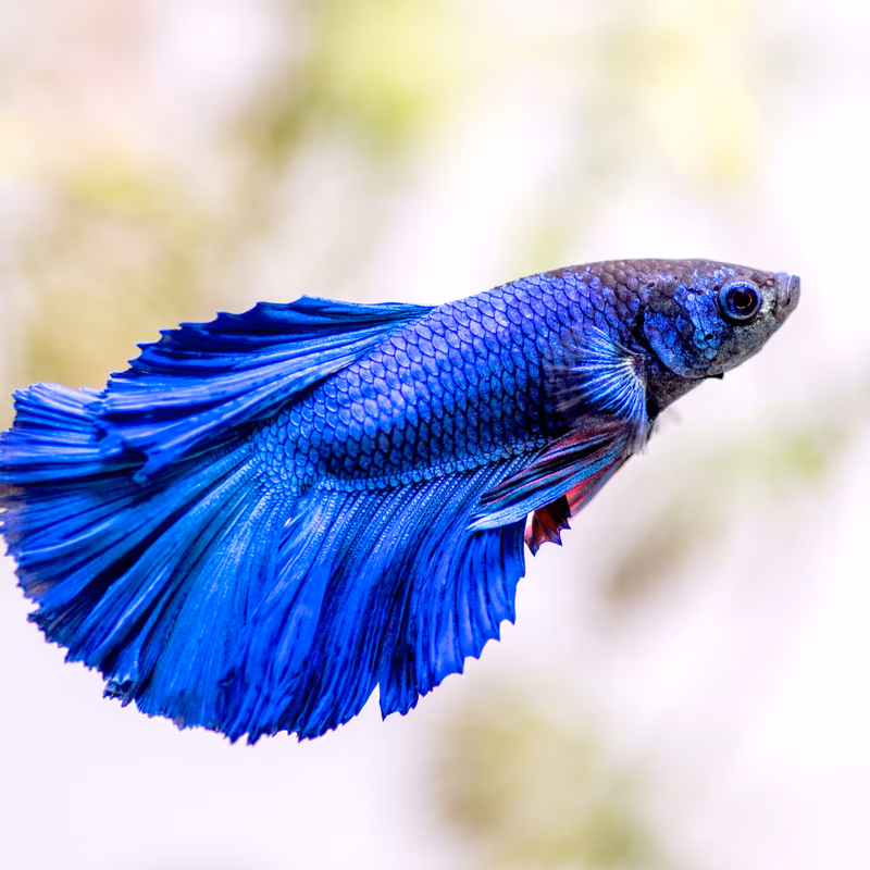 Combattant (Betta)