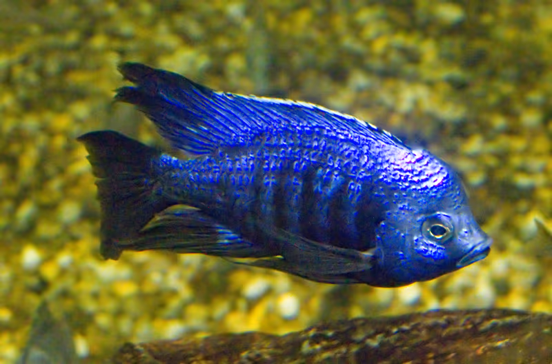 Copadichromis azureus