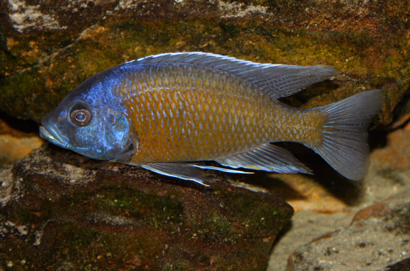 Copadichromis borleyi