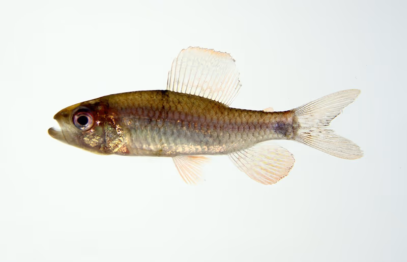 Crenuchus