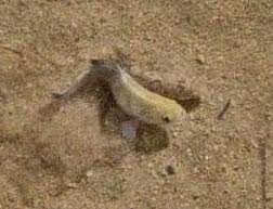 Cyprinodon