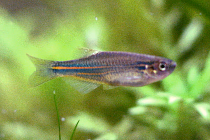 Danio bleu
