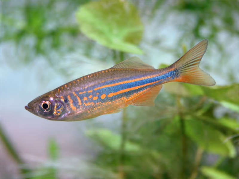 Danio géant