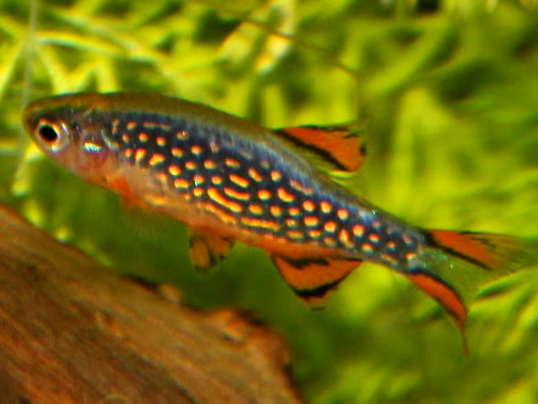 Danio margaritatus