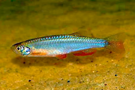 Danio perlé
