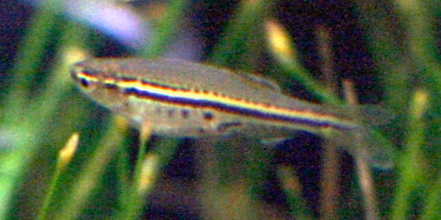 Danio tacheté