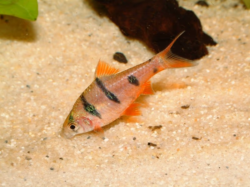 Desmopuntius pentazona