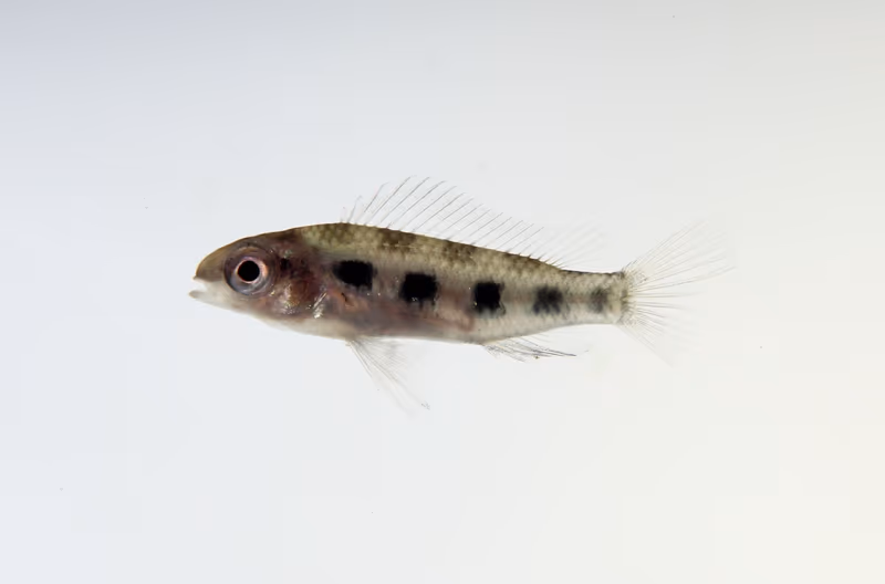 Dicrossus