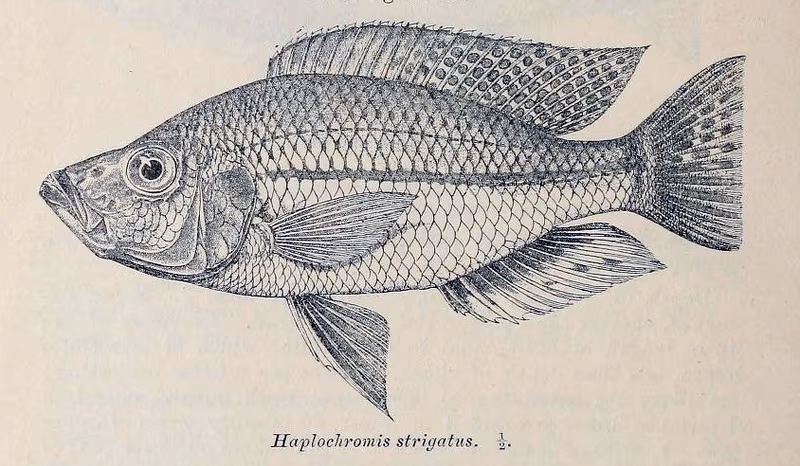 Dimidiochromis strigatus