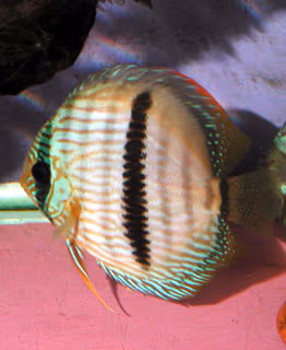 Discus de Heckel