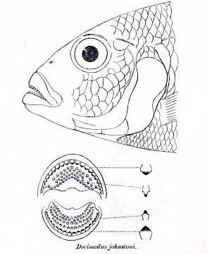 Docimodus