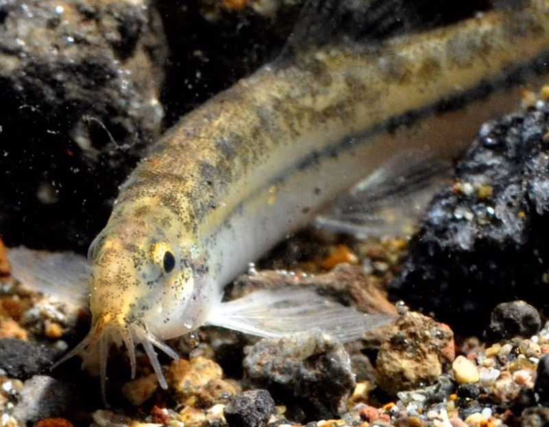 Lepidocephalichthys