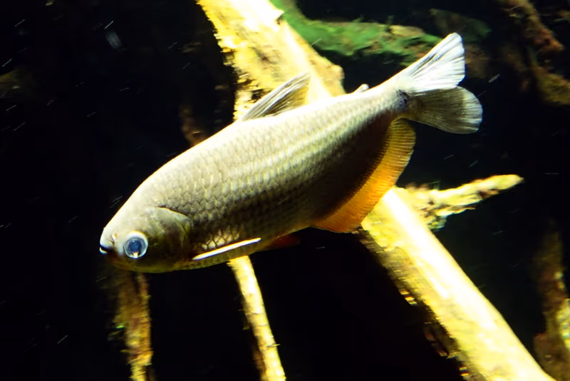 Markiana