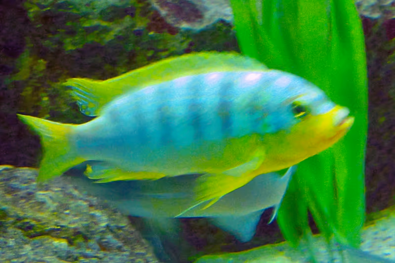 Maylandia aurora