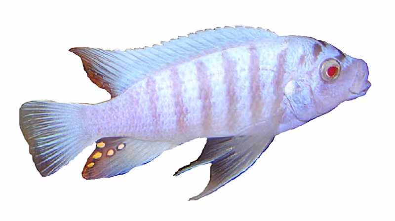 Maylandia zebra