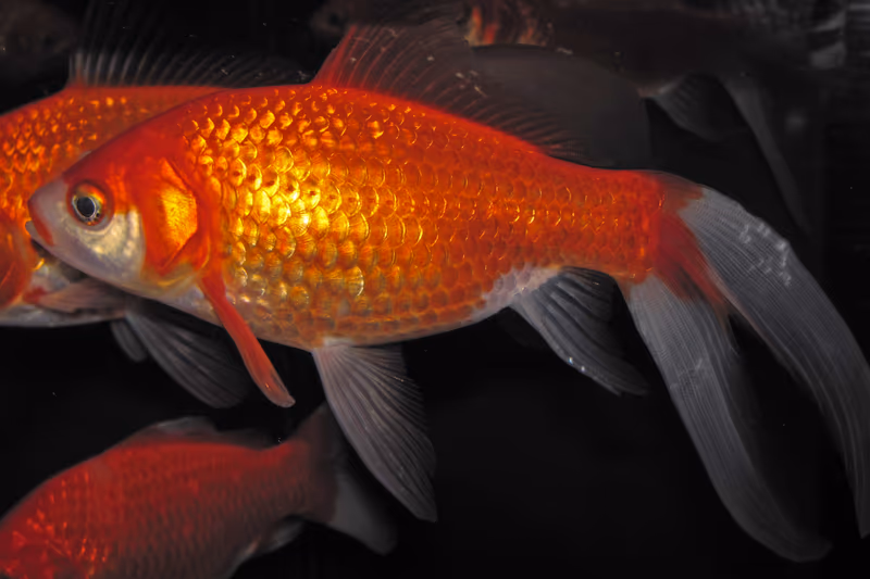 Poisson Rouge