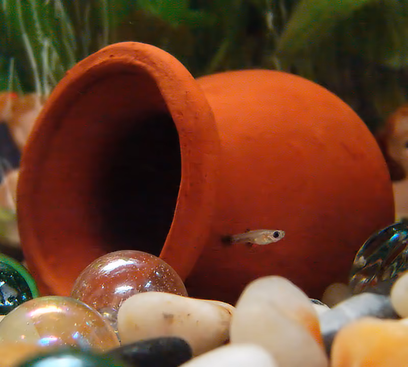 Poisson vivipare