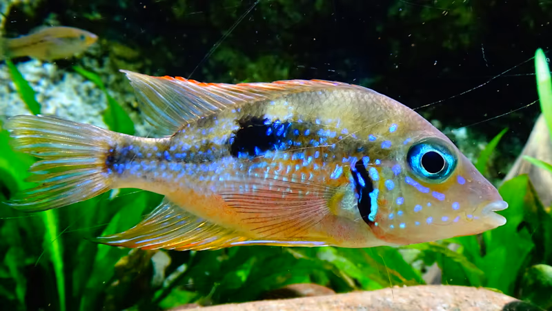 Thorichthys aureus