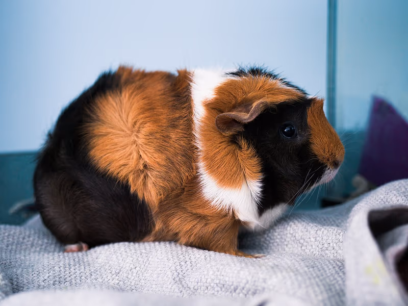 Cochon d'Inde Abyssinien