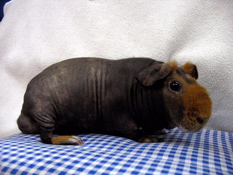Cochon d'Inde Skinny