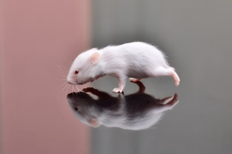 Doré