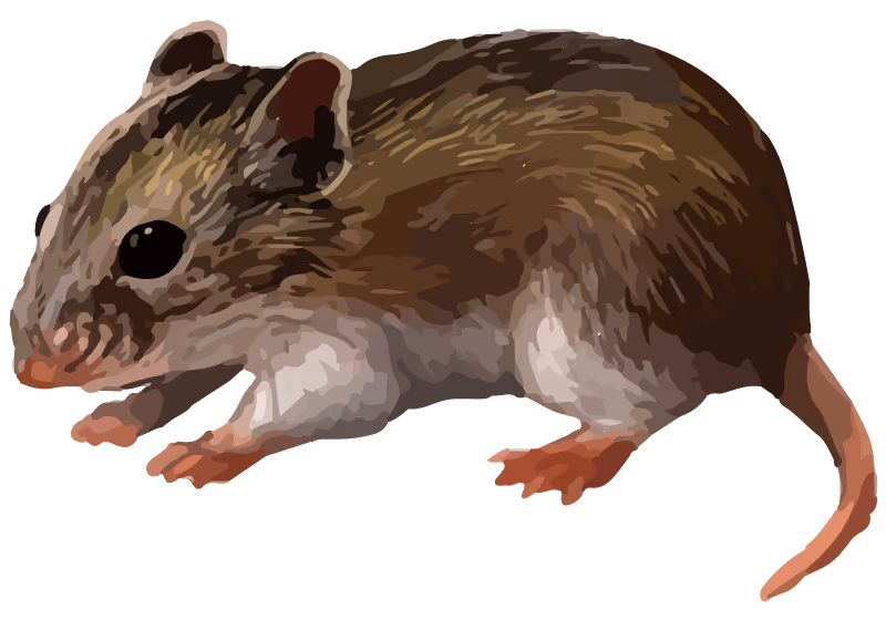 Hamster Chinois
