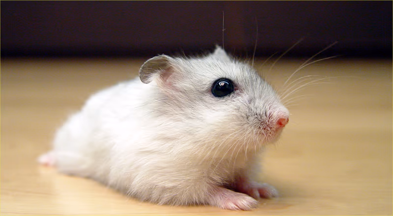 Hamster Russe