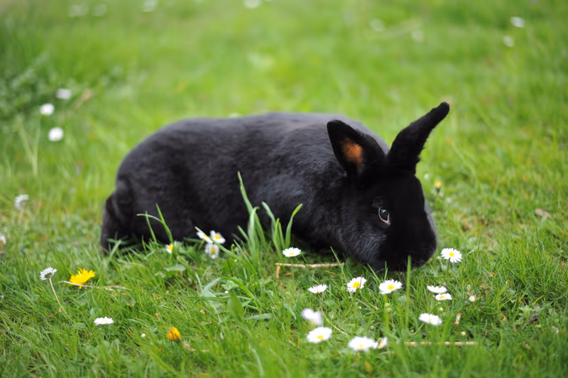 Alaska (lapin)
