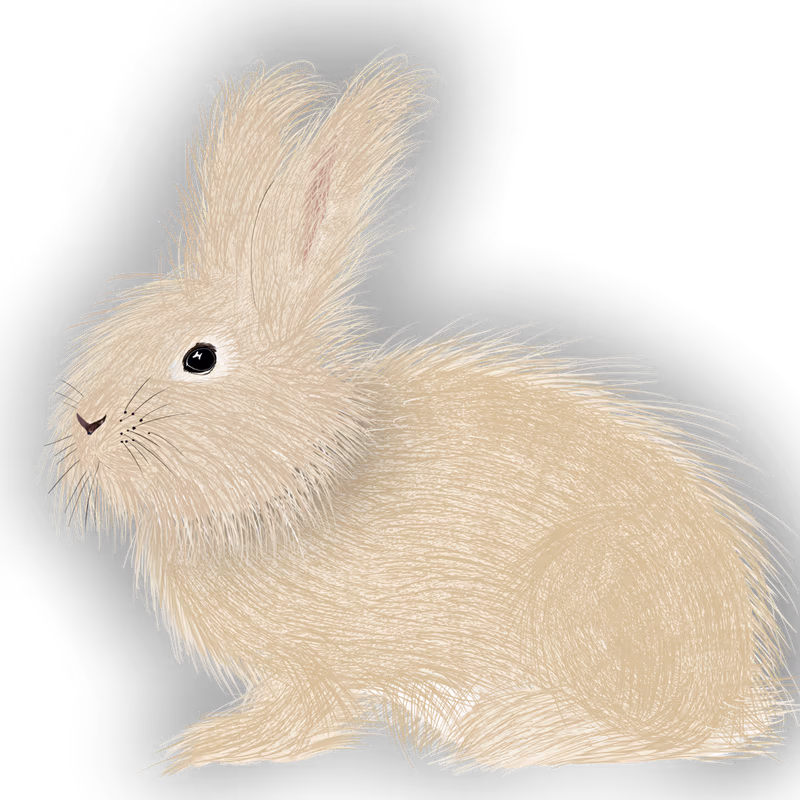 Angora