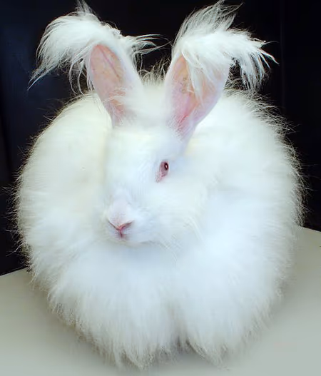 Angora français
