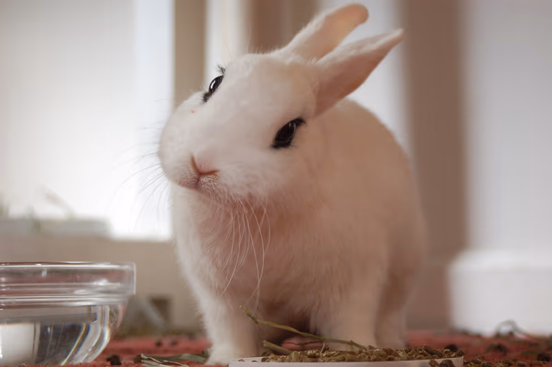 Blanc de Hotot