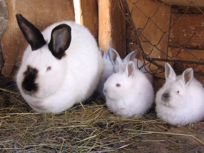 Californien (lapin)