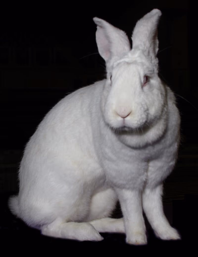 Géant blanc du Bouscat