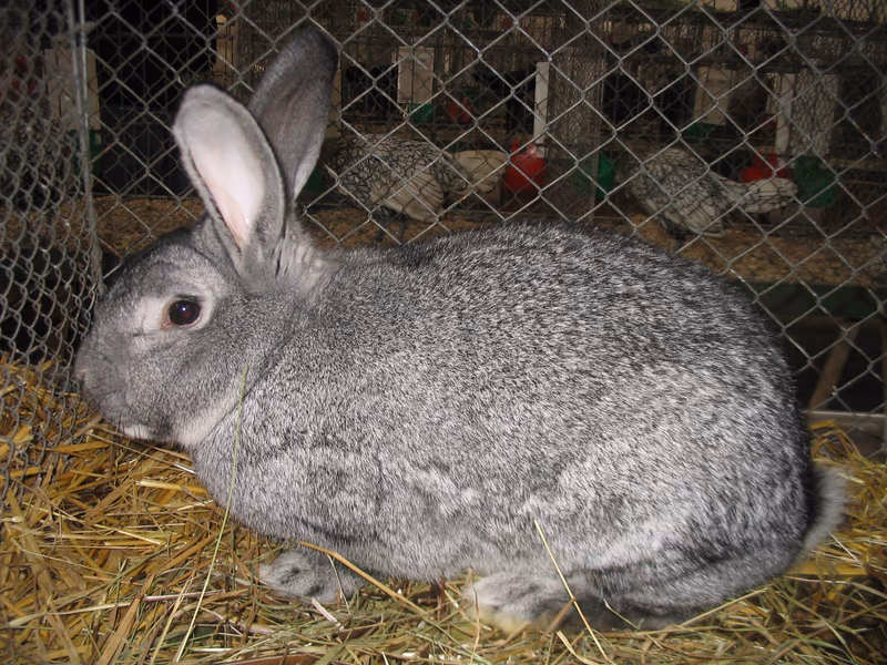 Grand chinchilla