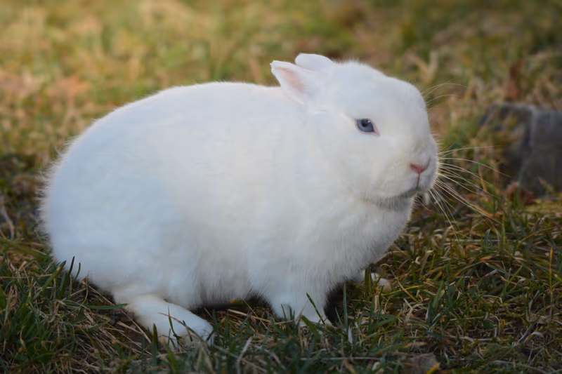 Hermine (lapin)